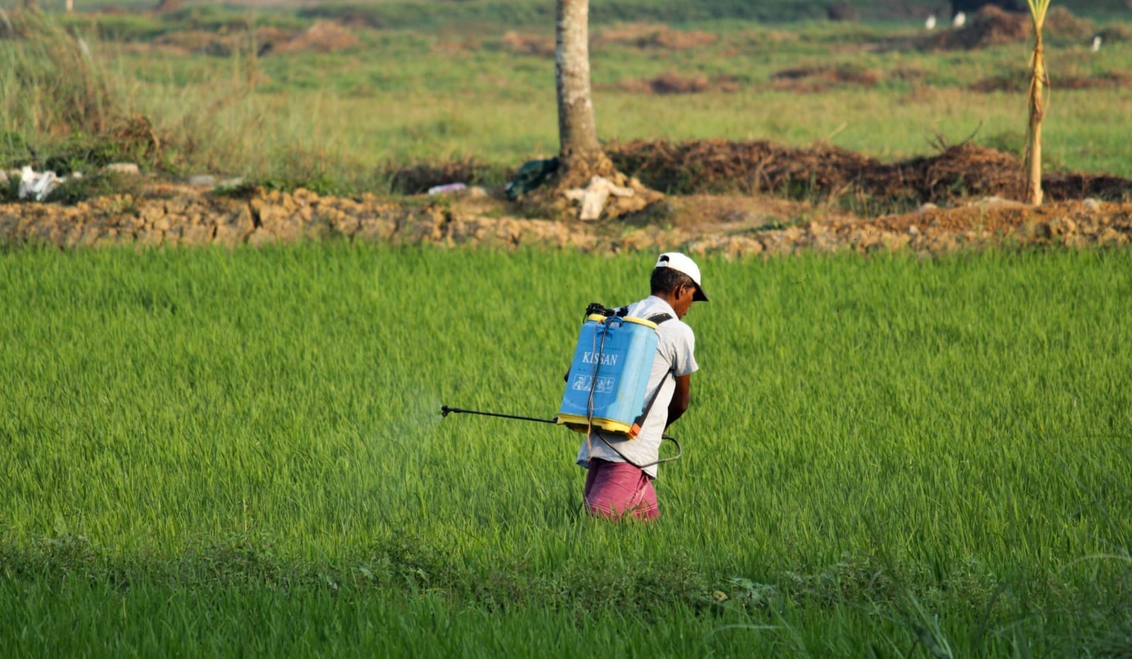 Farmer using a backpack sprayer to apply agrochemicals across a green paddy field, representing pesticide imports cleared under Pakistan's compliance rules