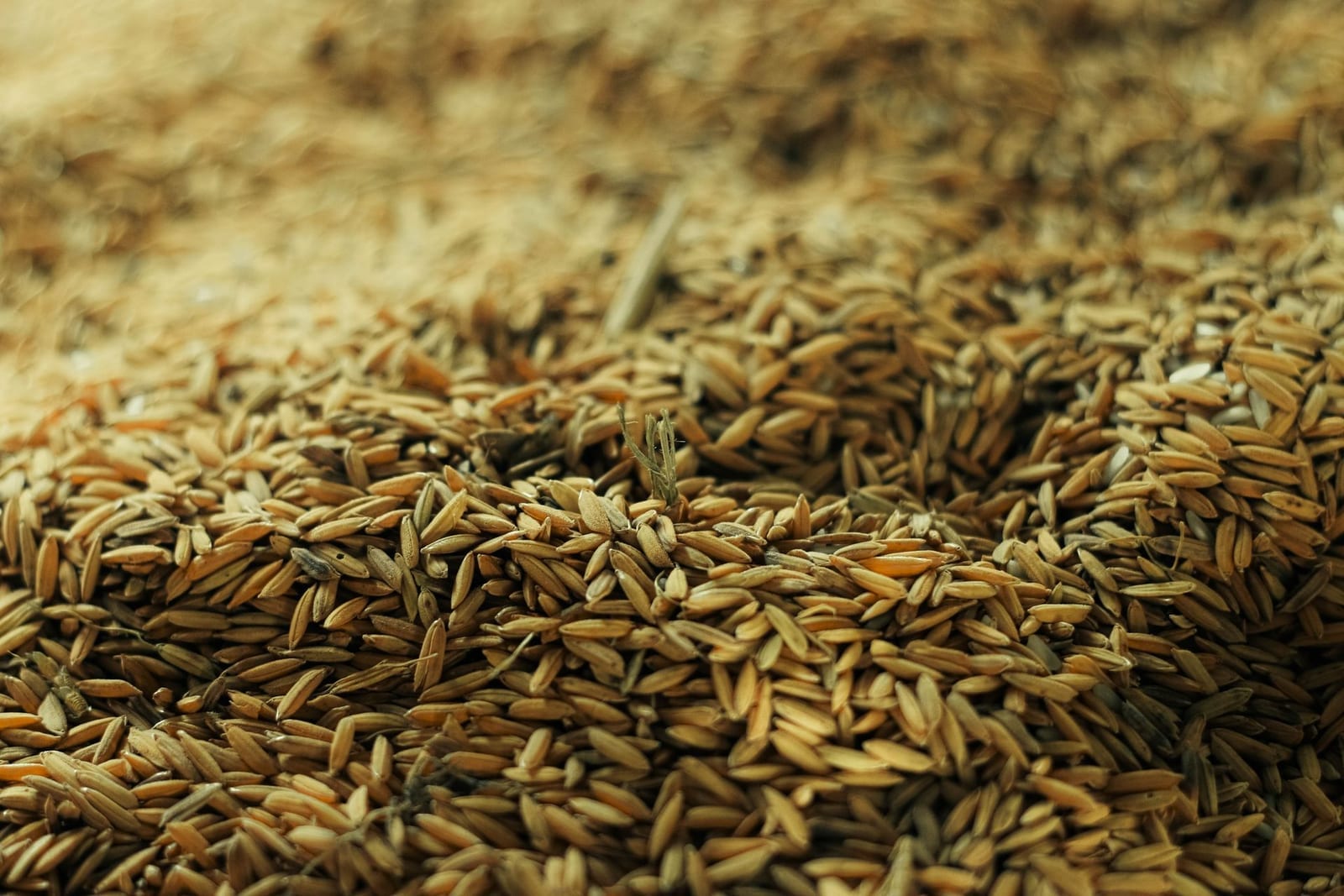 Close-up pile of harvested grain seeds, representing seed and grain imports cleared under Pakistan's plant quarantine rules